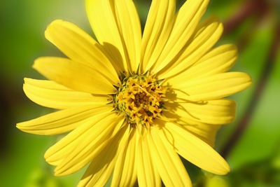 Silphie-Blume